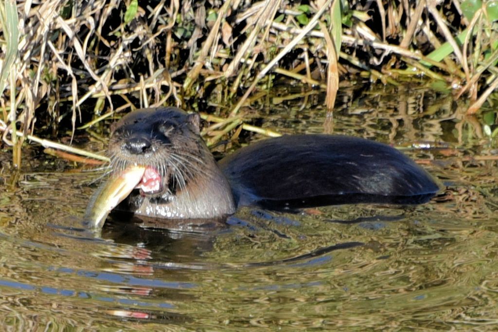 River Otter