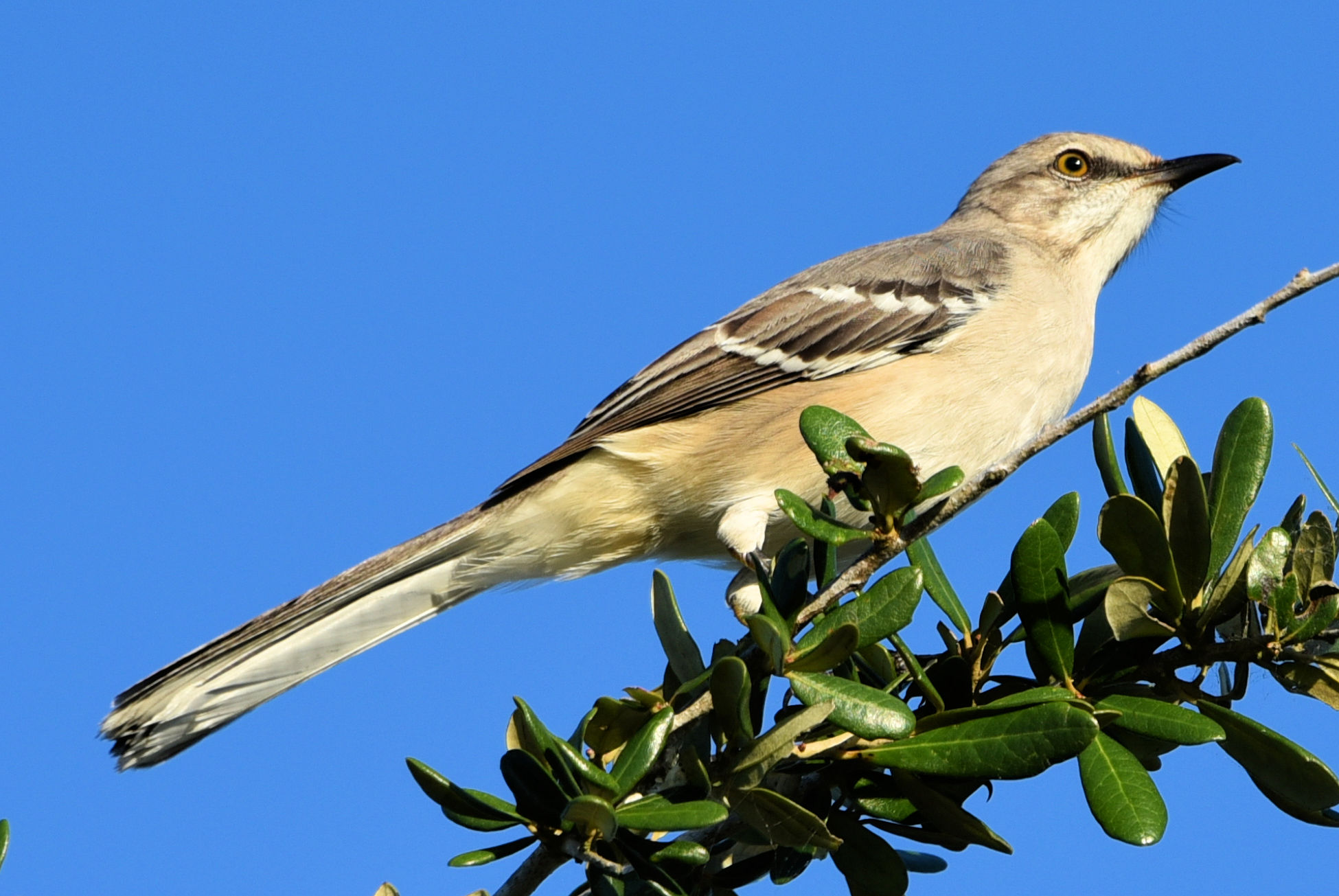 Mocking Birds Mocking Birds – Ken's Photos