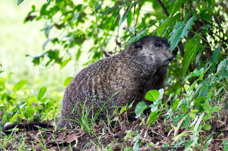 Groundhog